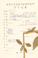 一枝香藏品圖，第2張