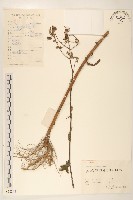 臺灣山苦苣藏品圖，第1張