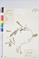 葉下珠、珠仔草藏品圖，第1張