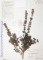 小葉赤楠藏品圖，第1張