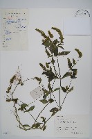 爵床、六角英藏品圖，第1張