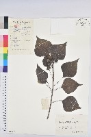 烏臼藏品圖，第1張