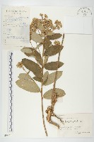 羊耳菊藏品圖，第1張