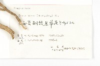 羊耳菊藏品圖，第3張