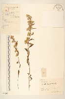 一枝黃花藏品圖，第1張