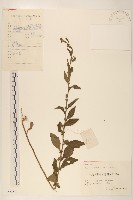 雞兒腸藏品圖，第1張