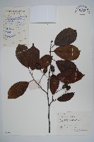 榿木藏品圖，第1張