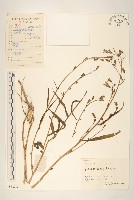 鵝仔草藏品圖，第1張