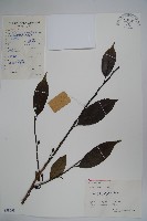 鐵冬青藏品圖，第1張