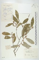 木半夏藏品圖，第1張