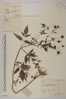 大狼把草藏品圖，第1張