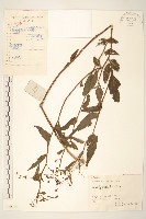 蔓黃菀藏品圖，第1張