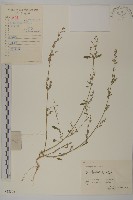 藜、灰藜藏品圖，第1張