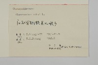 藜、灰藜藏品圖，第3張