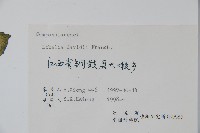 江南山梗菜藏品圖，第2張