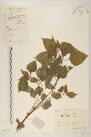 登錄號:S058332藏品圖，第1張