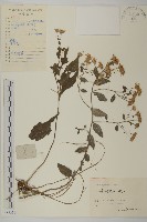 山白蘭藏品圖，第1張