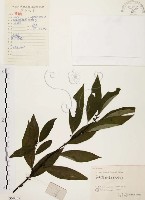 山胡椒藏品圖，第1張