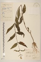 佩蘭、澤蘭藏品圖，第1張