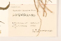 佩蘭、澤蘭藏品圖，第3張