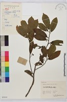 鈍齒鼠李藏品圖，第2張