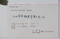 江南山梗菜藏品圖，第2張