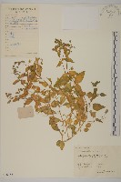 繁縷藏品圖，第1張