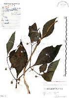 龍珠藏品圖，第1張