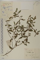 鱧腸藏品圖，第1張