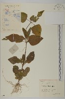 霍香薊藏品圖，第1張