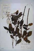 冇骨消藏品圖，第1張