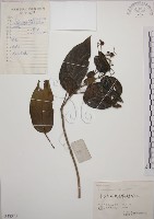 大青藏品圖，第1張