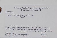 山楂葉槭藏品圖，第2張