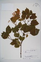 莢迷藏品圖，第1張