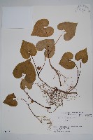 雙葉細辛藏品圖，第1張