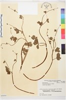 登錄號:S058383藏品圖，第1張