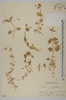 登錄號:S058384藏品圖，第1張