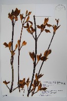 褐脈槭藏品圖，第1張