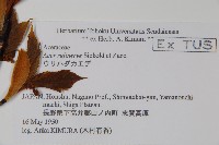 褐脈槭藏品圖，第2張