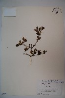 登錄號:S058394藏品圖，第1張