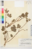 登錄號:S058395藏品圖，第1張