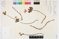 登錄號:S058396藏品圖，第1張