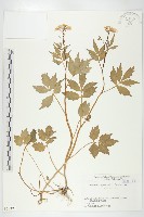 登錄號:S058397藏品圖，第1張