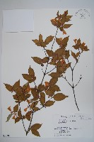 登錄號:S058398藏品圖，第1張