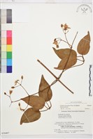 麥氏鐵線蓮藏品圖，第1張