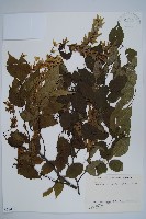 登錄號:S058412藏品圖，第1張