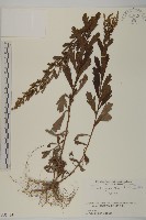 牡蒿藏品圖，第1張