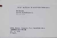 日本榛藏品圖，第2張