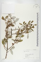 小葉胡頹子藏品圖，第1張