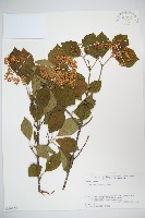 莢迷藏品圖，第1張